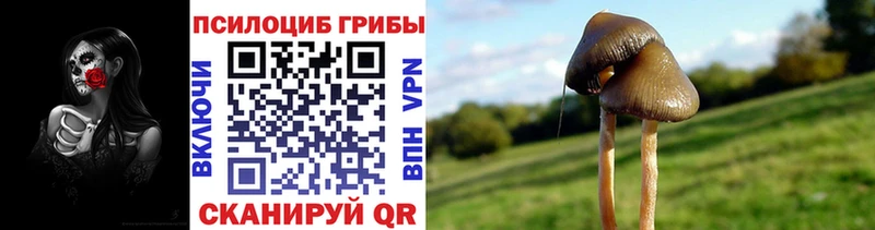 Псилоцибиновые грибы Psilocybe  Кемерово 
